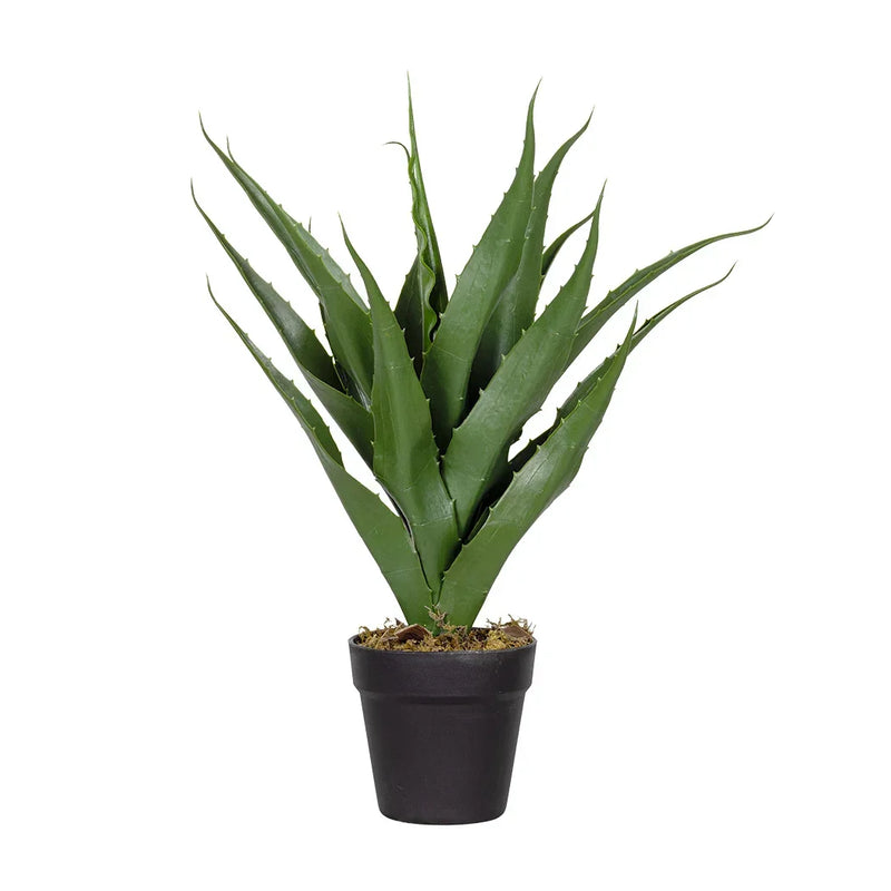 Agavoideae Plant 53cm - Plant