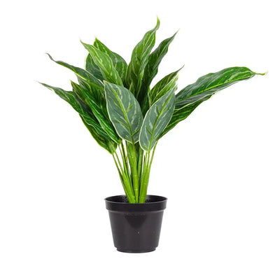 Aglaonema Plant 45cm - Plant