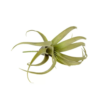 Air Plant Sprig - Greenery