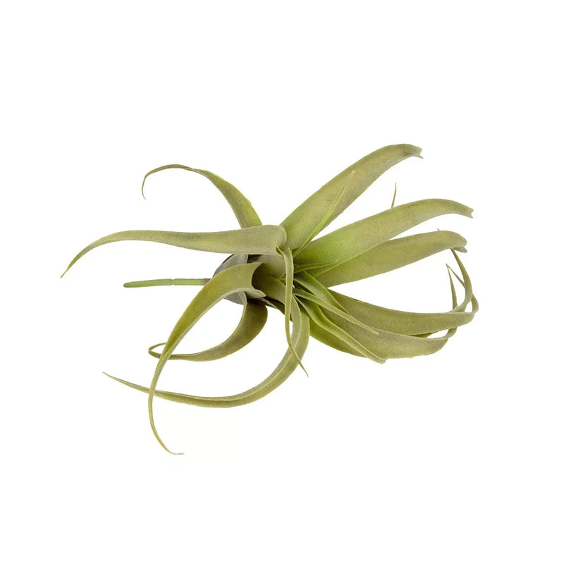 Air Plant Sprig - Greenery