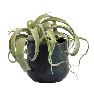 Airplant - Potted Ceramic 22cm - Herb Ball