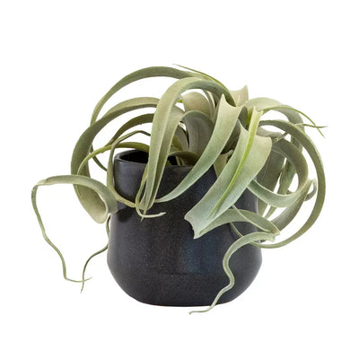 Airplant - Potted Ceramic 22cm - Herb Ball