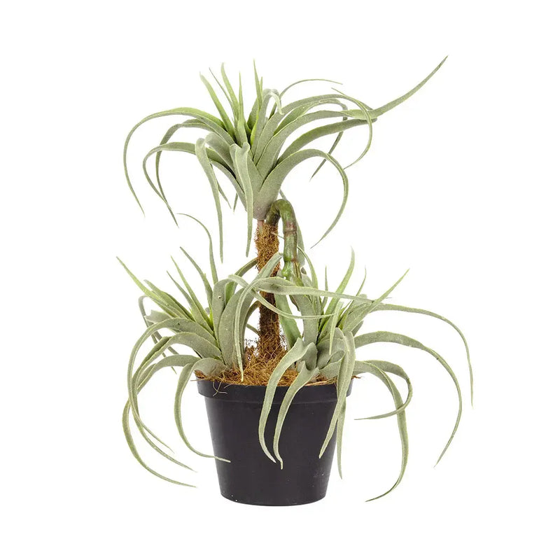 Airplant - Triple Beauty 32cm - Plant