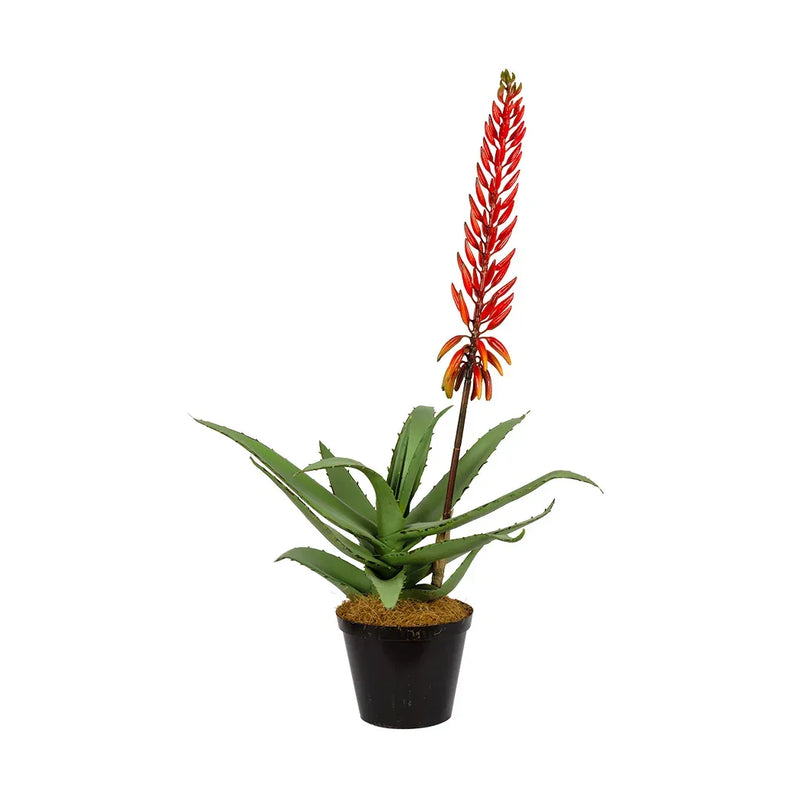 Aloe - Flowering Red 72cm - Plant