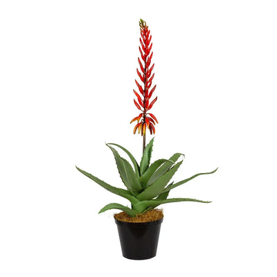 Aloe - Flowering Red 72cm - Plant