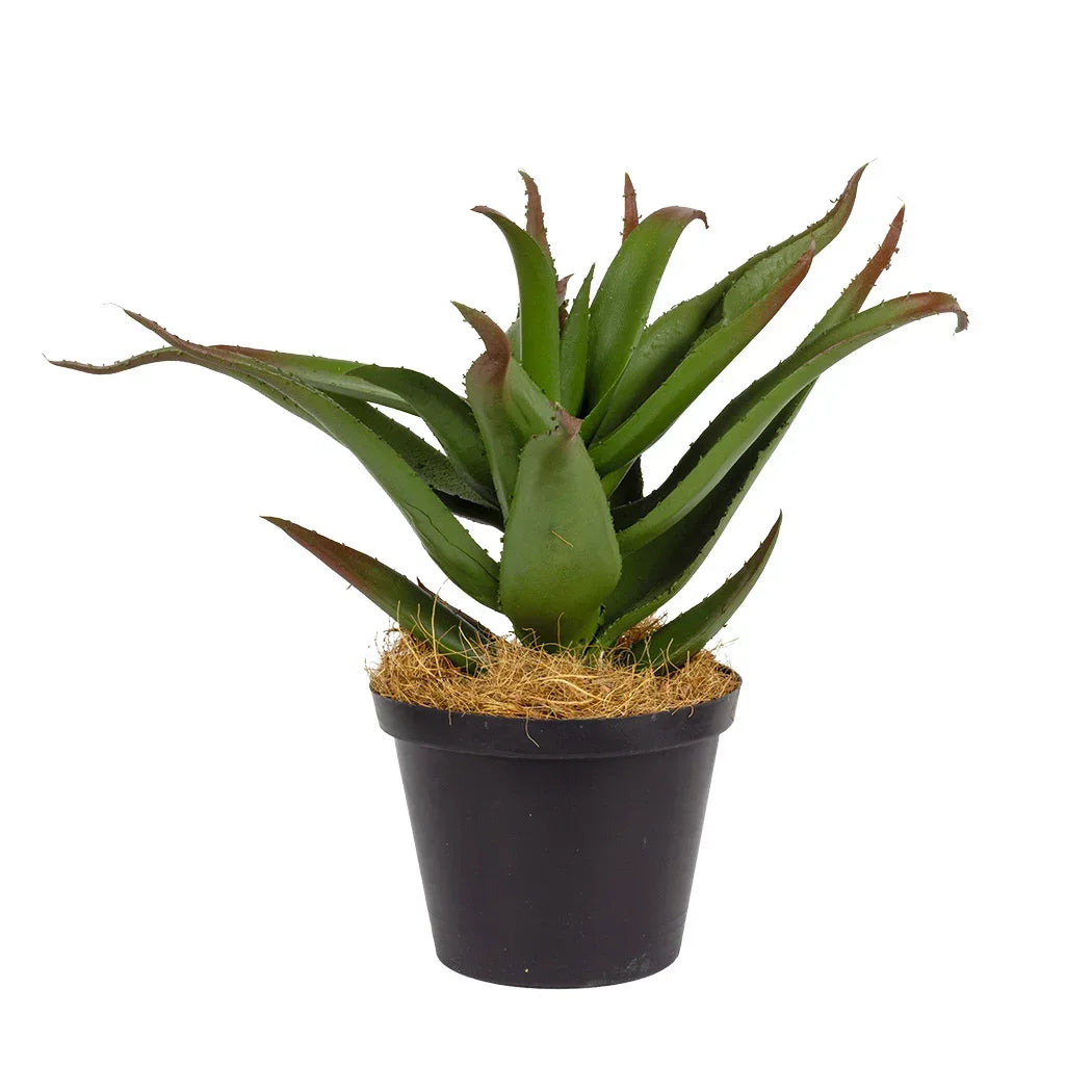 Aloe - Karoo 25cm - Plant