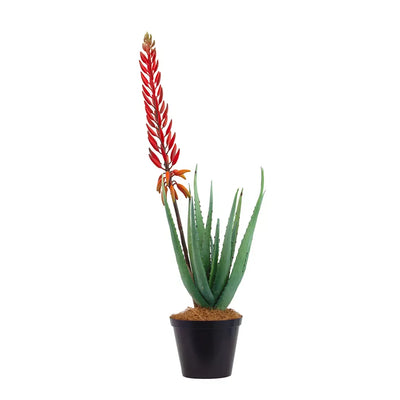 Aloe - Large Red Flowering 70cm - Herb Ball