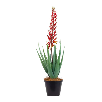 Aloe - Large Red Flowering 70cm - Herb Ball