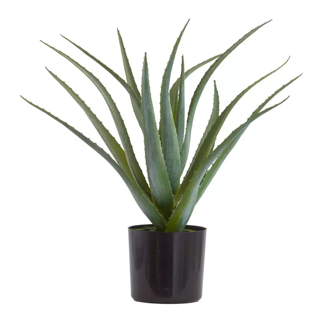 Aloe - Majestic 45cm - Herb Ball