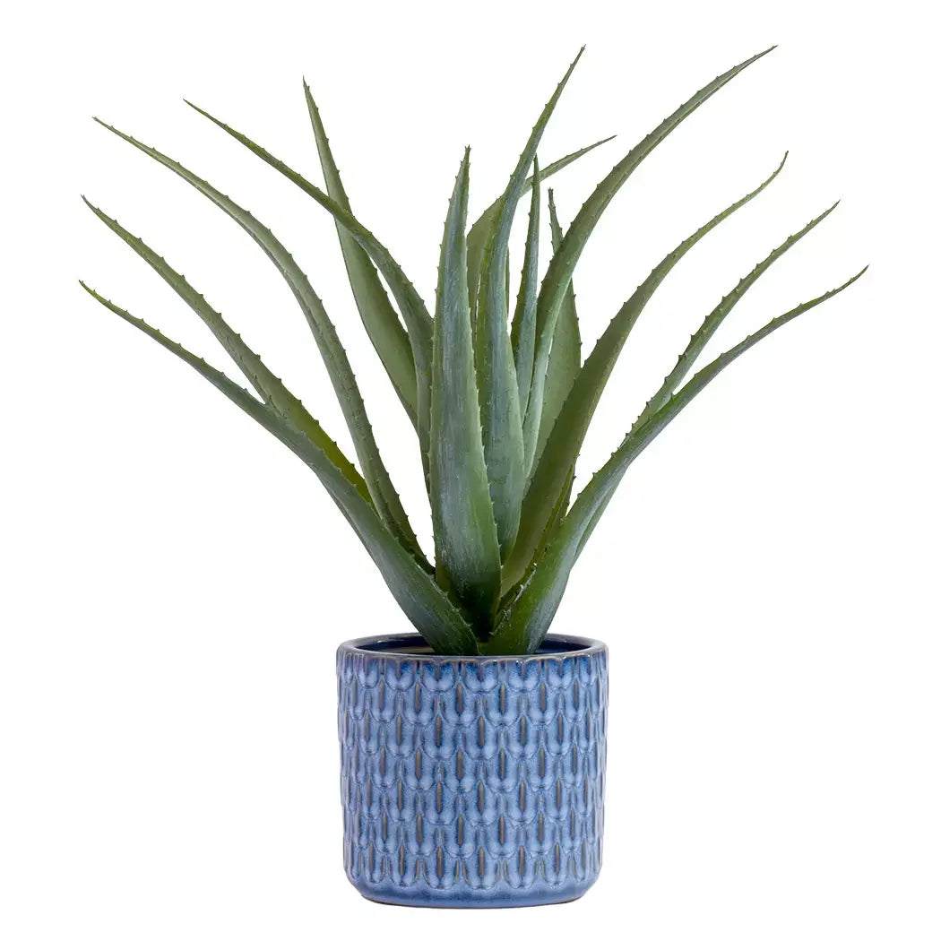 Aloe - Majestic 45cm - Herb Ball