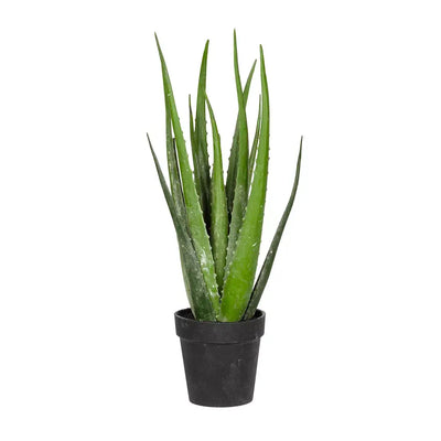 Aloe - Mojave Pup 37cm - Plant