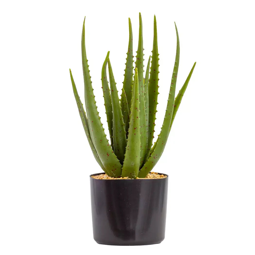 Aloe - Sunkissed 43cm - Herb Ball