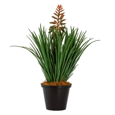 Aloe - Thin Leaves 34cm - Herb Ball