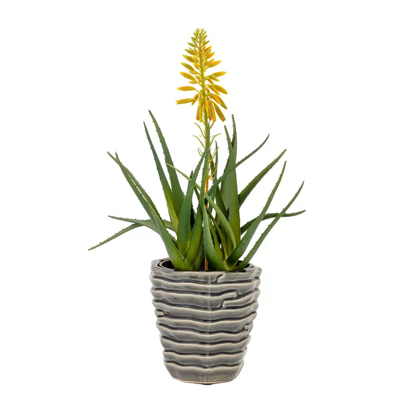 Aloe - Yellow Flower 40cm - Herb Ball