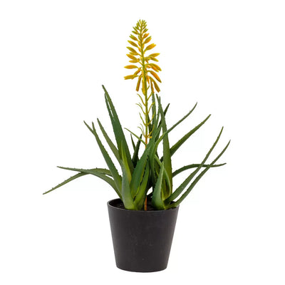 Aloe - Yellow Flower 40cm - Herb Ball