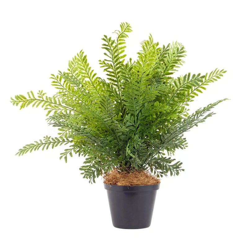 Asparagus Setaceus 44cm - Herb Ball