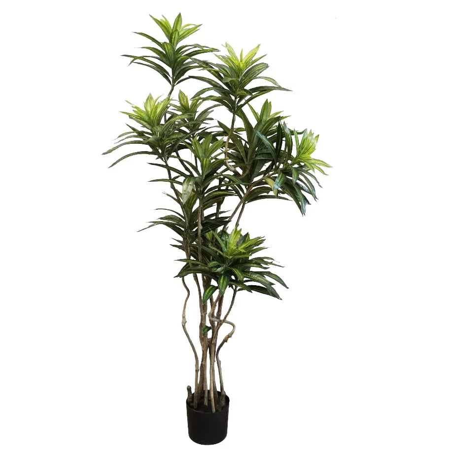 Bamboo Lily - 140cm - Plant