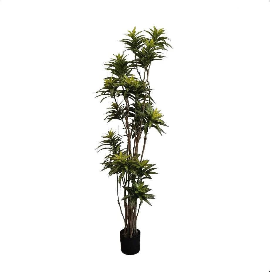 Bamboo Lily - 210cm - Plant