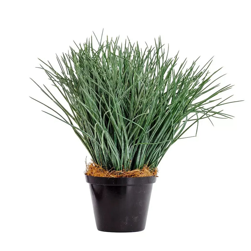 Bushy Grass Plant - 32cm - Herb Ball