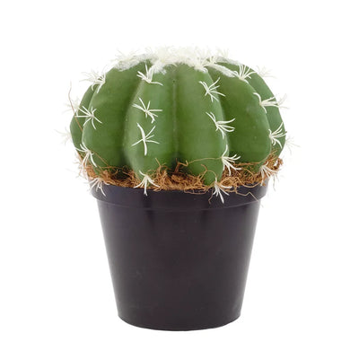 Cactus - Fatty Large Green - Herb Ball