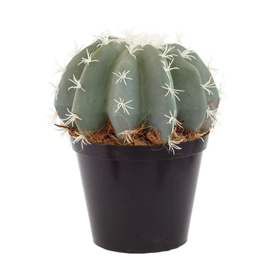 Cactus - Fatty Large Grey-Green - Herb Ball