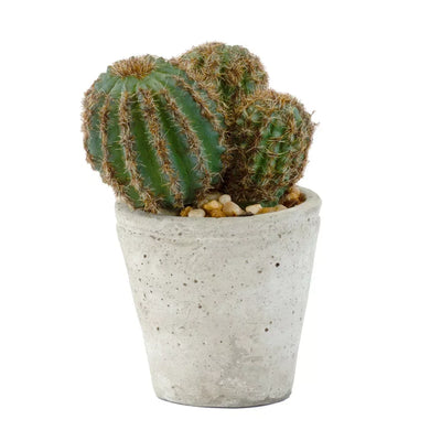 Cactus - Potted Fatty - Herb Ball