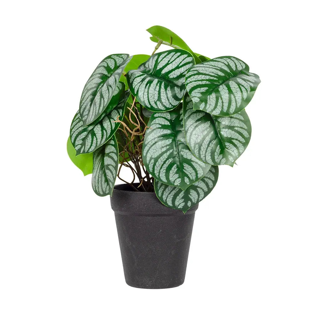 Calathea Plant 25cm - Plant