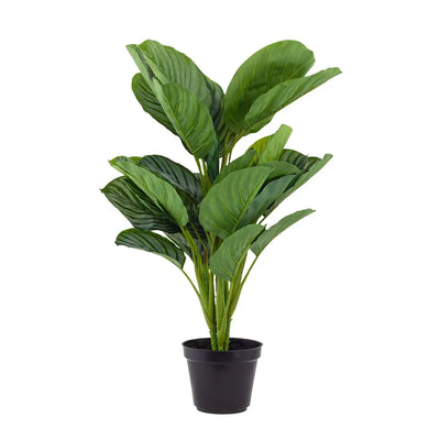 Calathea Plant 55cm - Plant