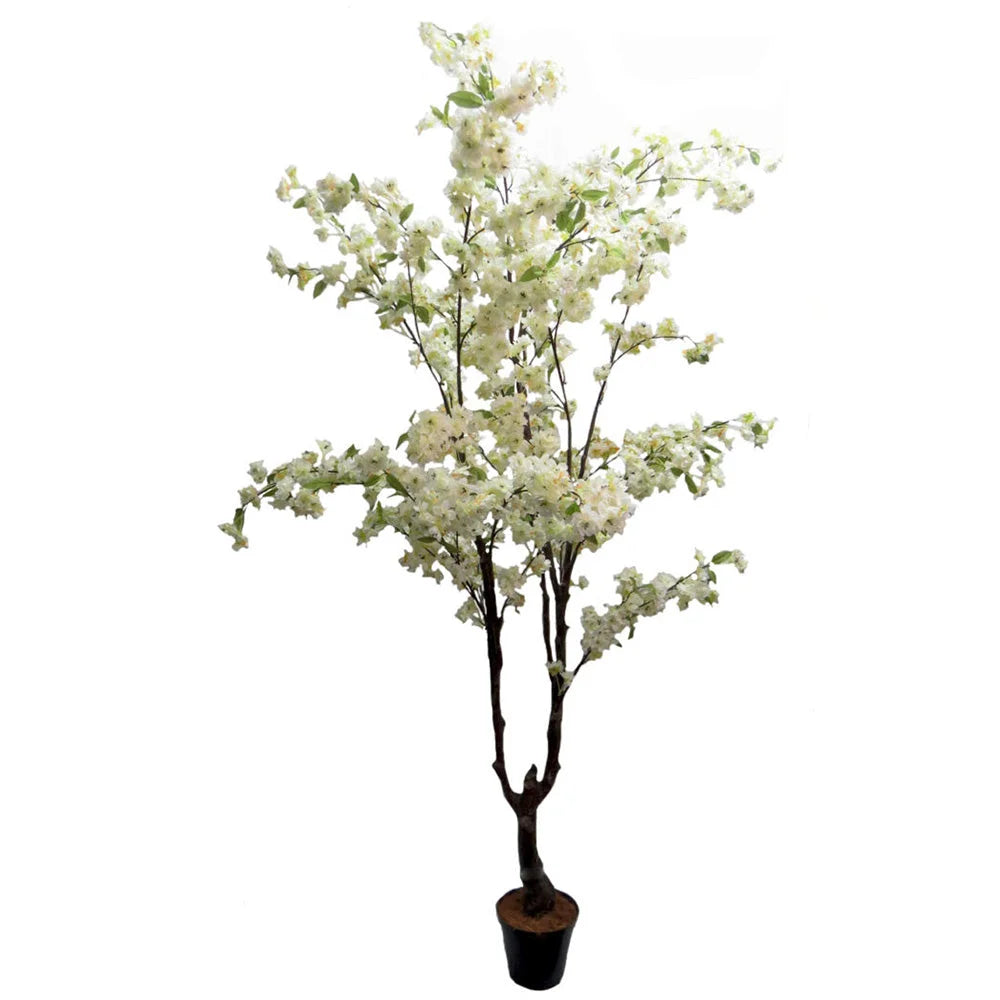 Cherry Blossom Tree - White 195cm - Plant