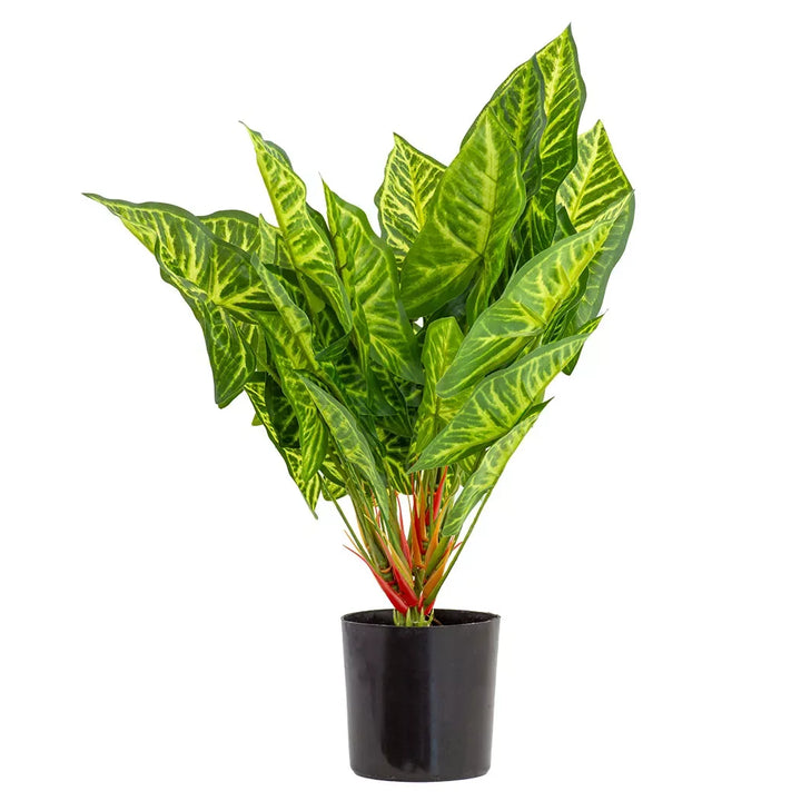 Colocasia esculenta - 50cm - Herb Ball