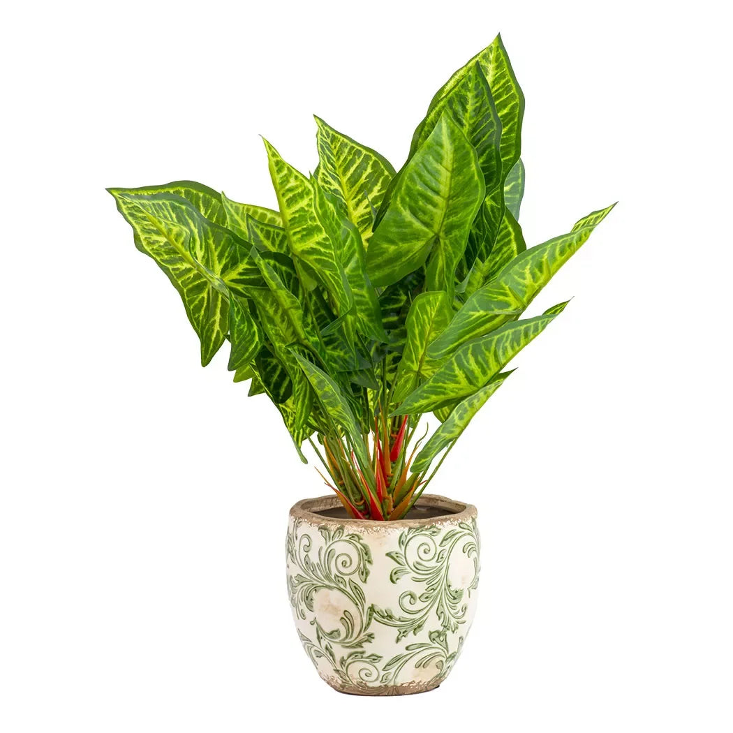 Colocasia esculenta - 50cm - Herb Ball