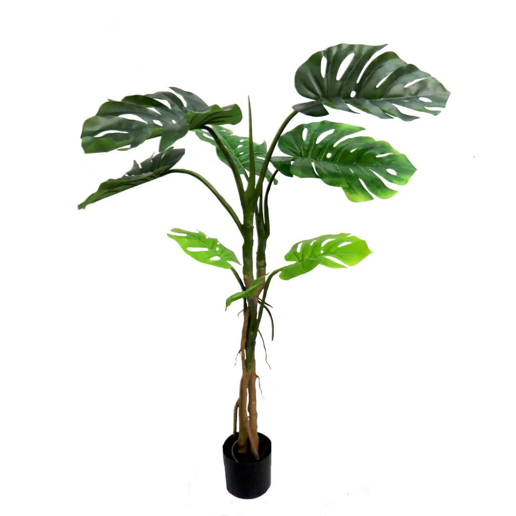 Delicious Monster - 130cm - Plant