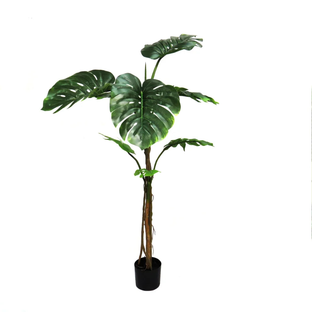 Delicious Monster - 160cm - Plant