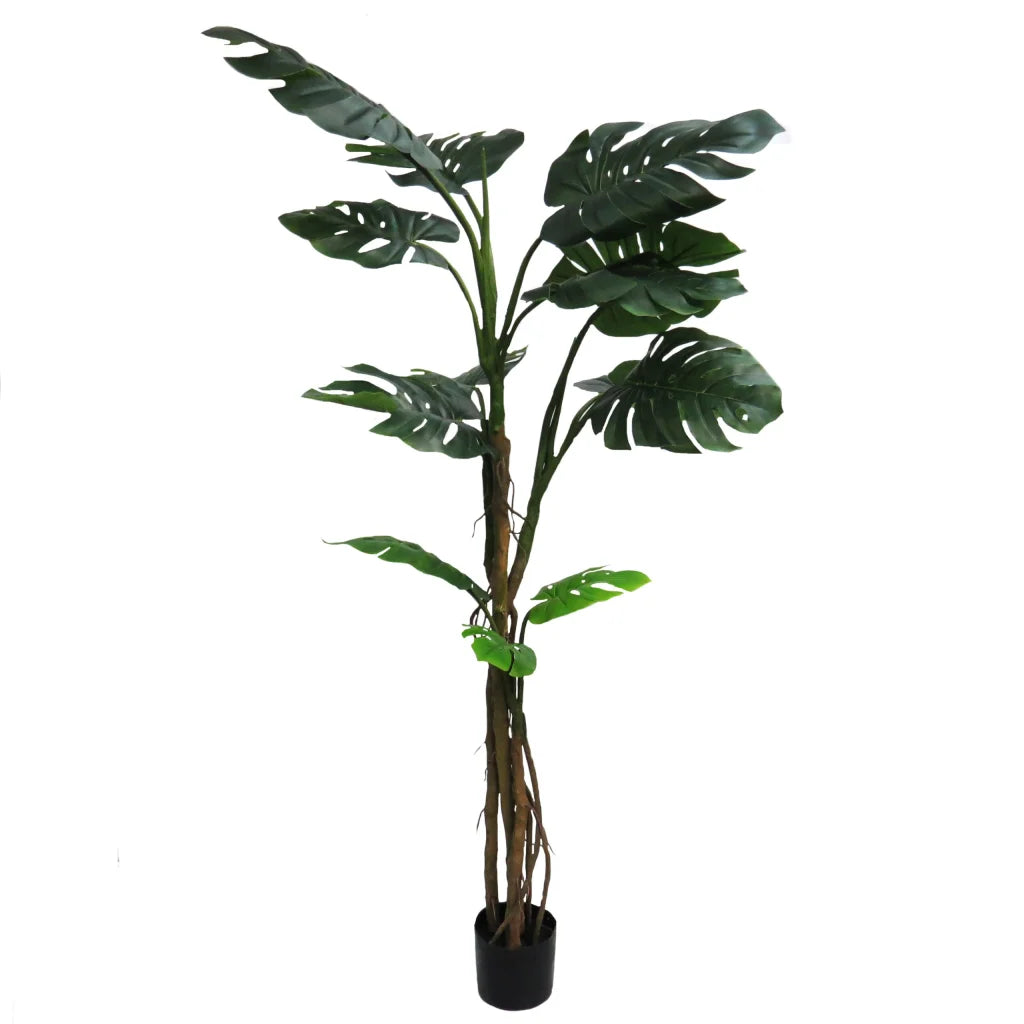 Delicious Monster - 180cm - Plant