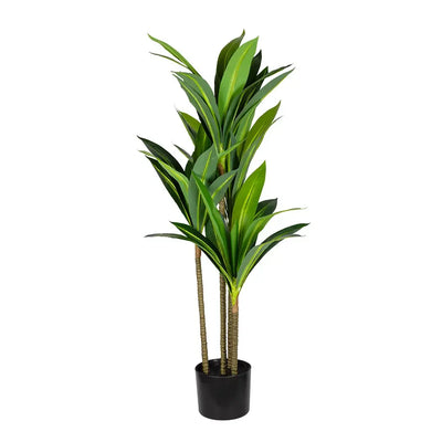Dracaena Plant 100cm - Plant