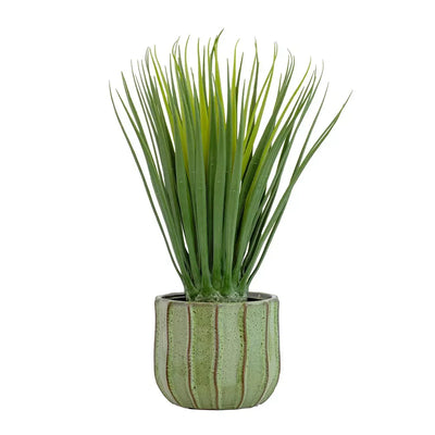 Dragon Tree Bulb - 56cm - Herb Ball