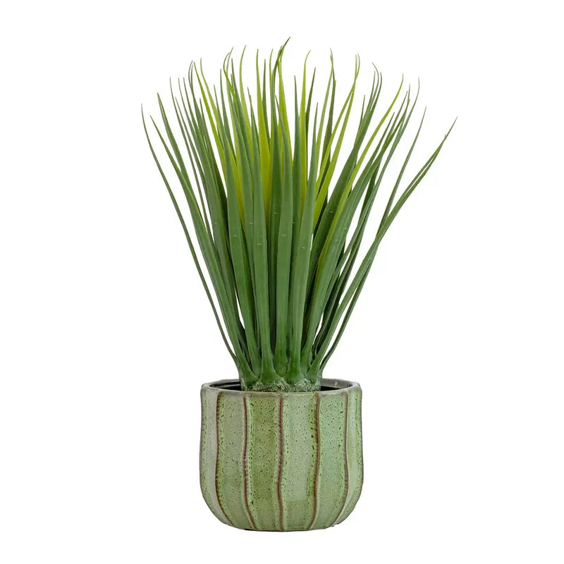 Dragon Tree Bulb - 56cm - Herb Ball