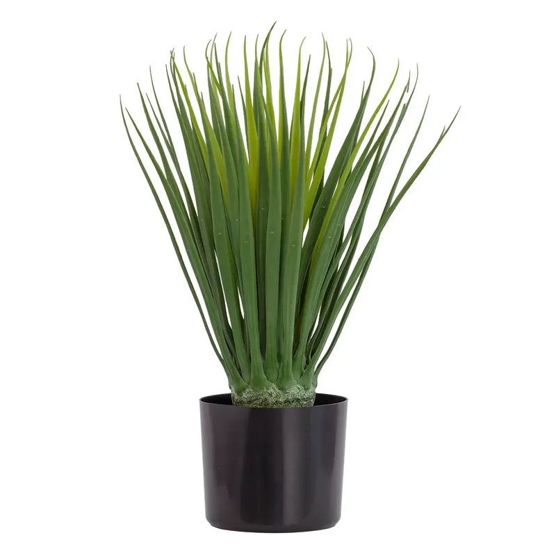 Dragon Tree Bulb - 56cm - Herb Ball