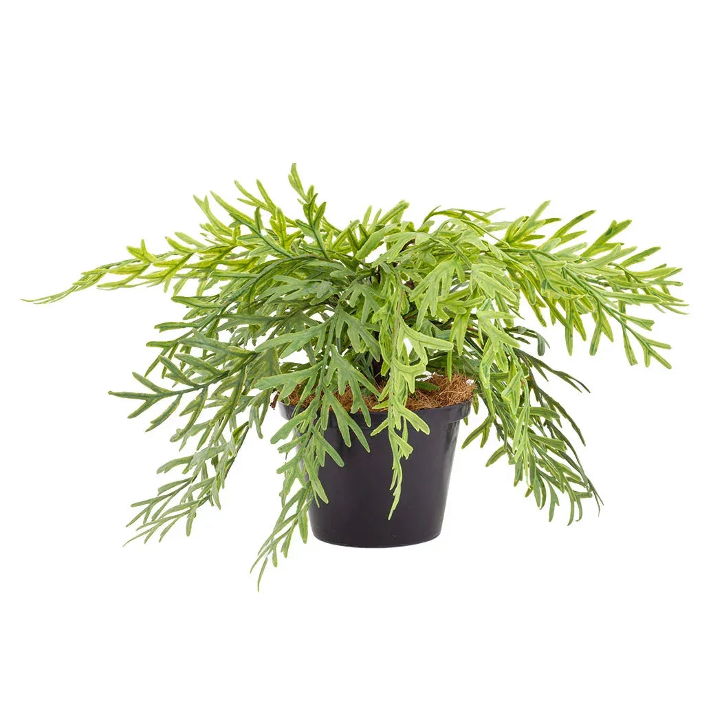 Fern - Enchanting - Herb Ball