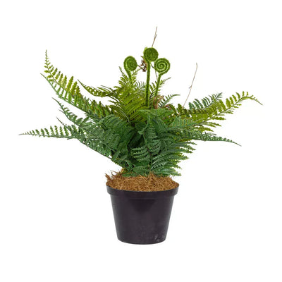 Fern - Growing 32cm - Plant