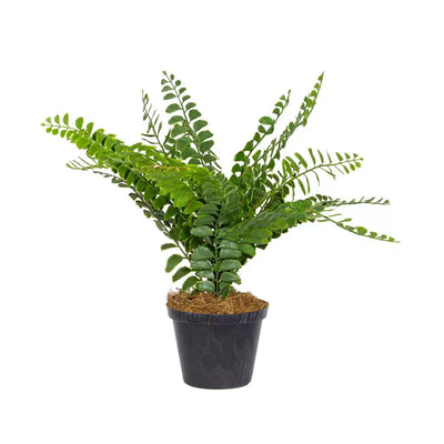Fern - Jungle 38cm - Plant