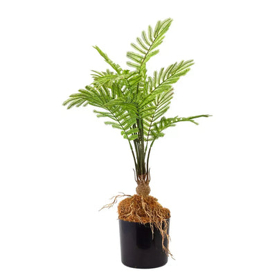 Fern - Rooted 55cm Herb Ball