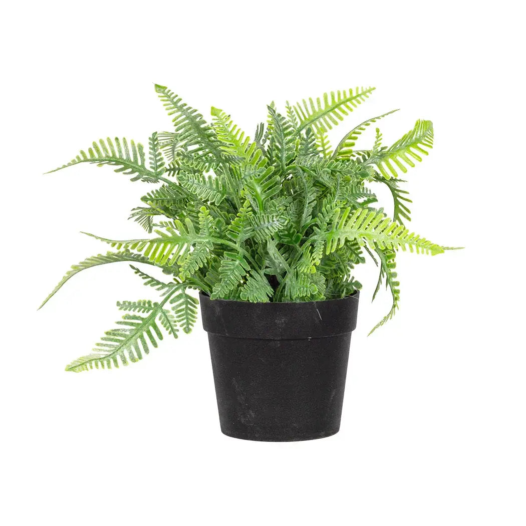 Fern - Small Beauty 18cm - Plant