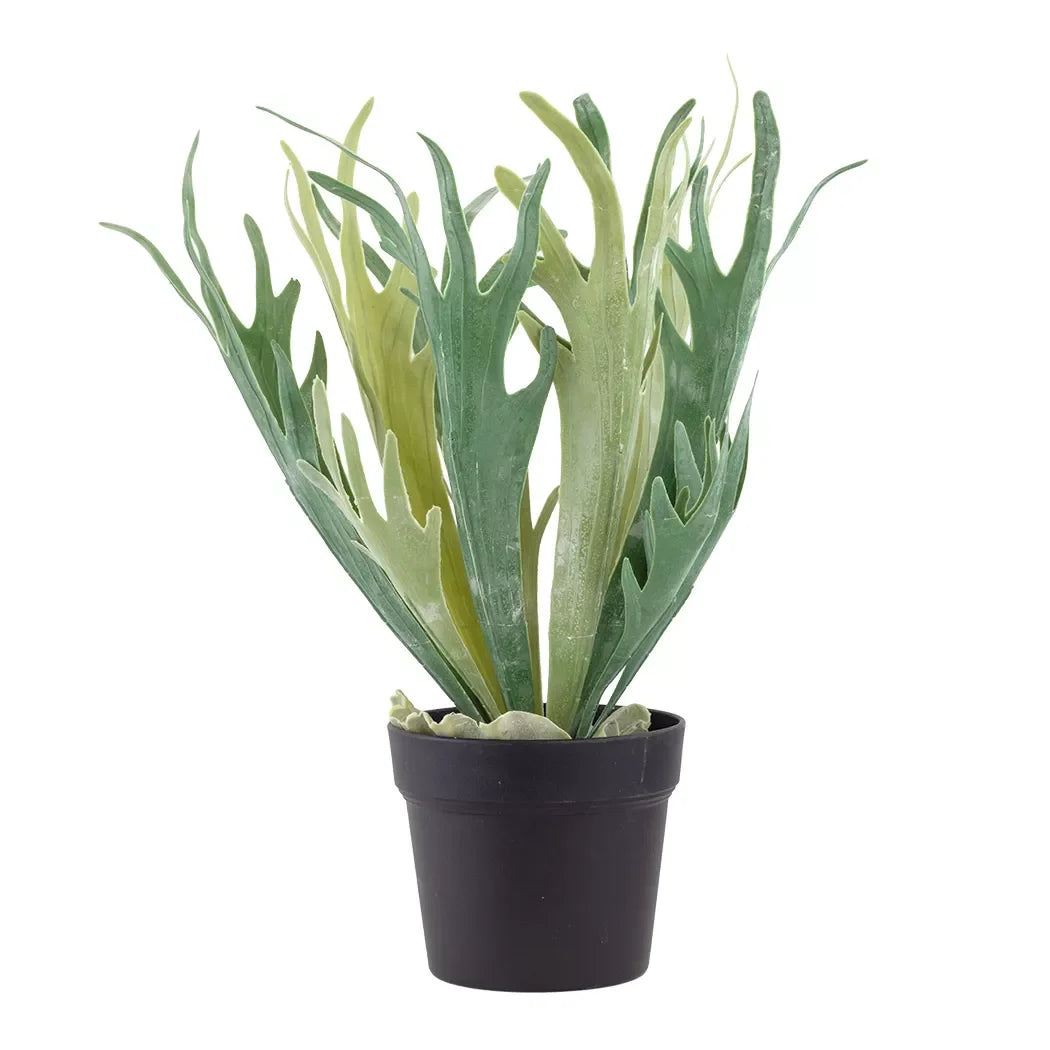 Fern - Staghorn 47cm - Herb Ball