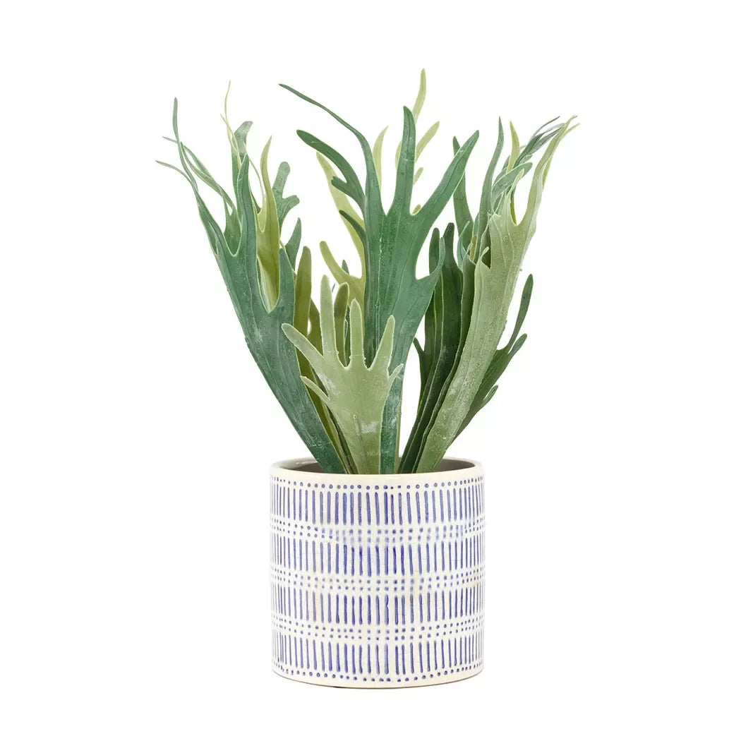Fern - Staghorn 47cm - Herb Ball