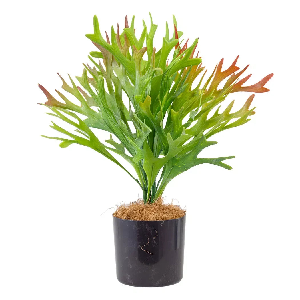 Fern - Sunkissed 45cm Herb Ball