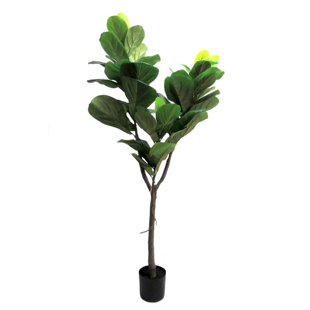 Fiddle Fig Tree 150cm - Plant