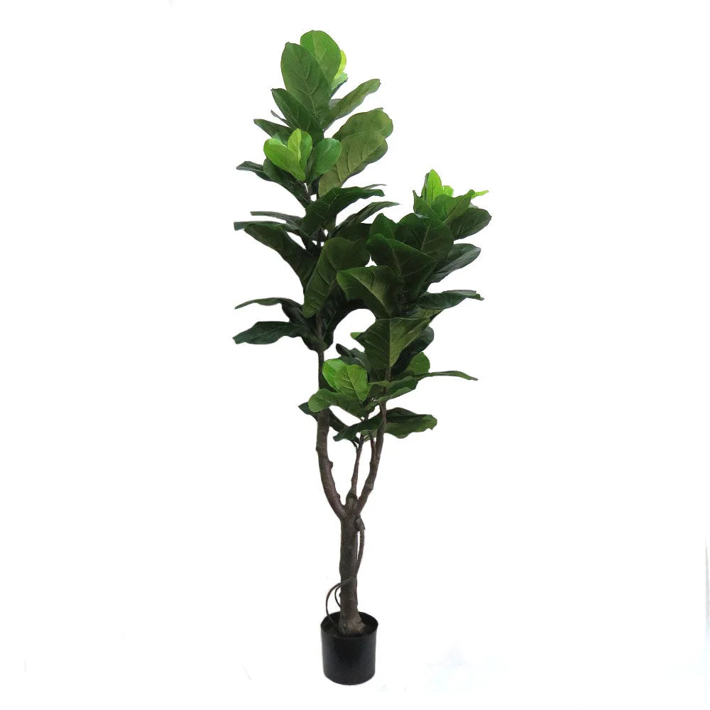 Fiddle Fig Tree 180cm - Plant