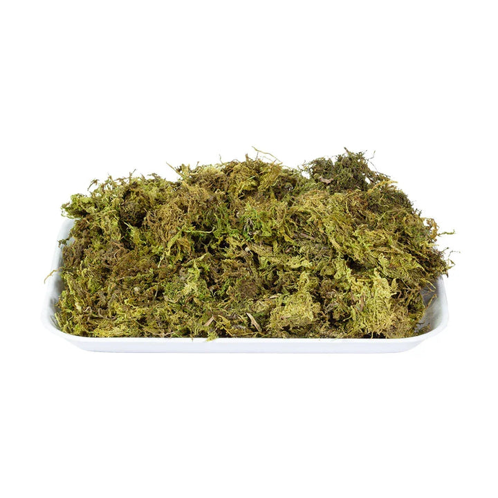 Floristry Moss - Natural 200g - Greenery