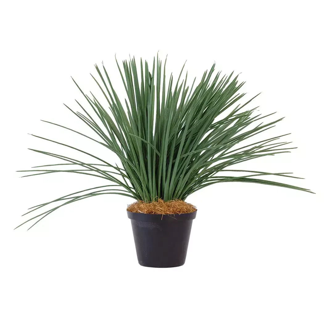 Grass Plant - Thin Dark Green Blades Herb Ball